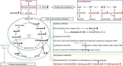 Metabolic Alterations in FMR1 Premutation Carriers